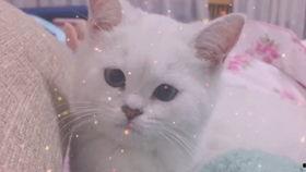 娱乐吃瓜酱可爱小鱼,可爱小鱼带你畅游娱乐圈